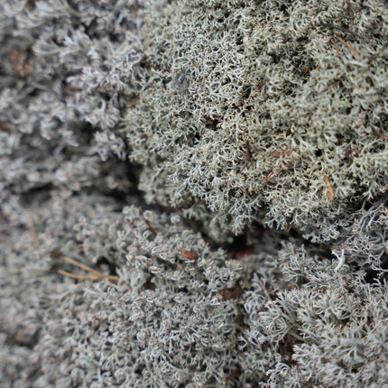 Silver moss - Tray - 2 layers of 20 x 30 x 10 cm - Real moss