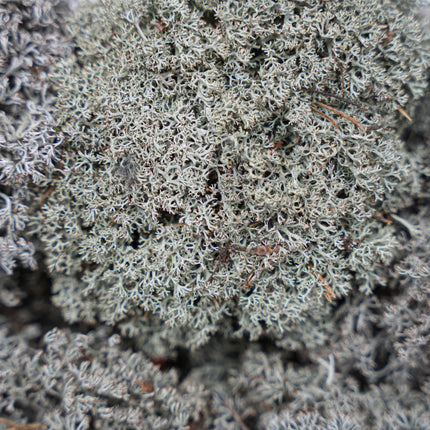 Silver moss - Tray - 2 layers of 20 x 30 x 10 cm - Real moss