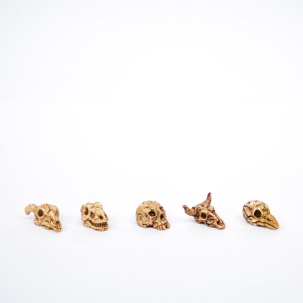 Mini Skull set - 5 pcs - Miniature figurines ↔ 2 cm ↑ 1 cm
