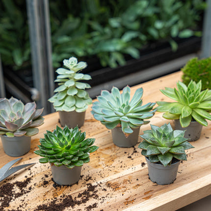 Set of 6 - Succulent Mix Set - Assorted Succulents in 6 cm Pots (8–12 cm high)