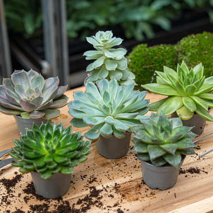 Set of 12 -  Succulent Mix Set - Assorted Succulents in 6 cm Pots (8–12 cm high)