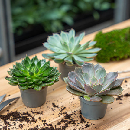 Set of 6 - Succulent Mix Set - Assorted Succulents in 6 cm Pots (8–12 cm high)