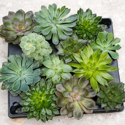 Set of 12 -  Succulent Mix Set - Assorted Succulents in 6 cm Pots (8–12 cm high)