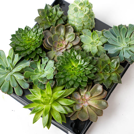 Set of 12 -  Succulent Mix Set - Assorted Succulents in 6 cm Pots (8–12 cm high)