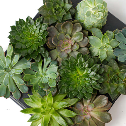 Set of 6 - Succulent Mix Set - Assorted Succulents in 6 cm Pots (8–12 cm high)