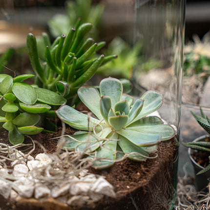 Milky Succulent - Open terrarium - Bottle garden DIY kit - Ø 21 cm ↑ 30 cm