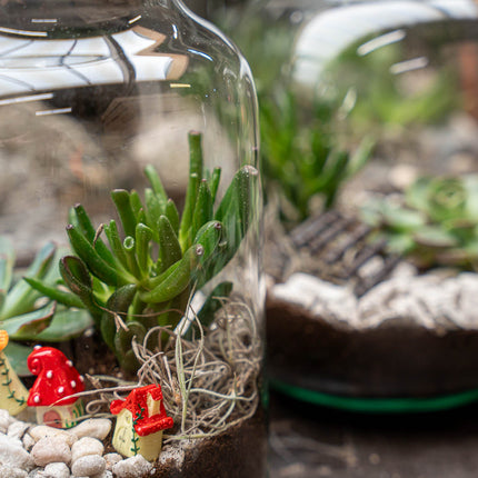 Little Joe Succulent - Open terrarium - Bottle garden DIY kit - Ø 20 cm ↑ 22 cm