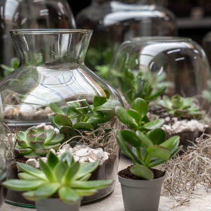 Milky Succulent - Open terrarium - Bottle garden DIY kit - Ø 21 cm ↑ 30 cm