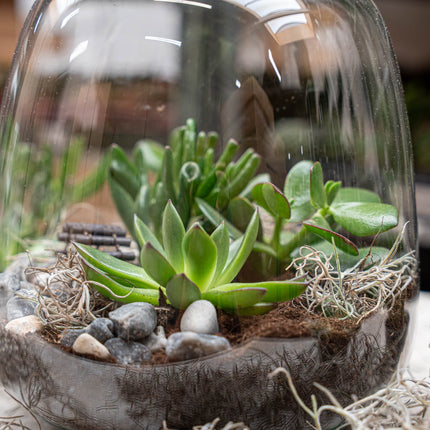 Emma Succulent - Open terrarium - Bottle garden DIY kit - Ø 23 cm ↑ 25 cm