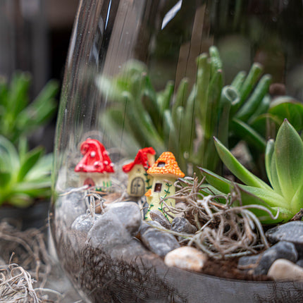 Emma Succulent - Open terrarium - Bottle garden DIY kit - Ø 23 cm ↑ 25 cm
