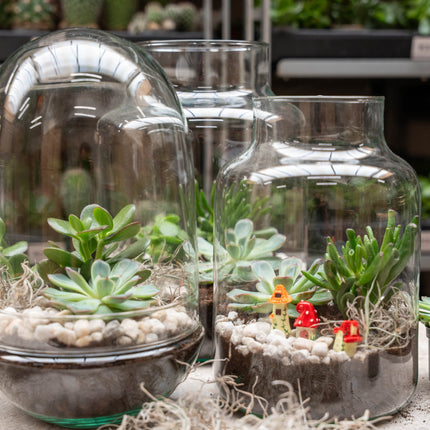 Little Milky Succulent - Open terrarium - Bottle garden DIY kit - Ø 17 cm ↑ 25 cm