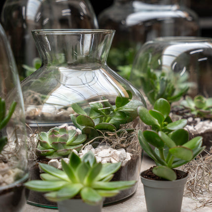 Little Joe Succulent - Open terrarium - Bottle garden DIY kit - Ø 20 cm ↑ 22 cm