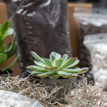 Potted succulent plant on a bed of dried twigs with a blurred background