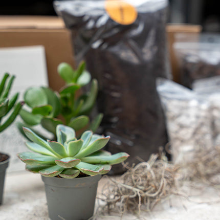 Three potted plants on a table with a blurred background