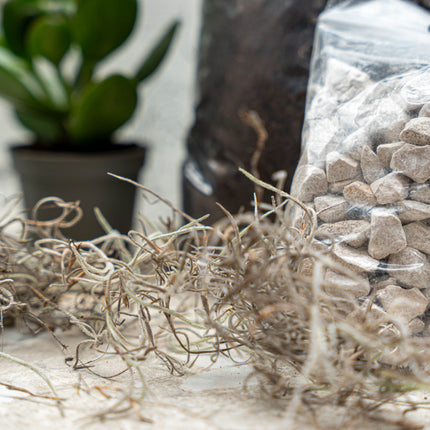 Dried tillandsia and stones on a surface with a plant in the background