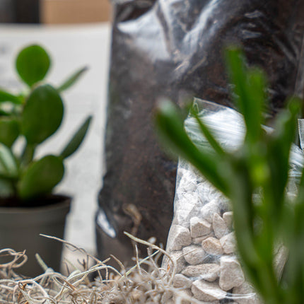 Small potted plant with pebbles and a plastic bag in the background