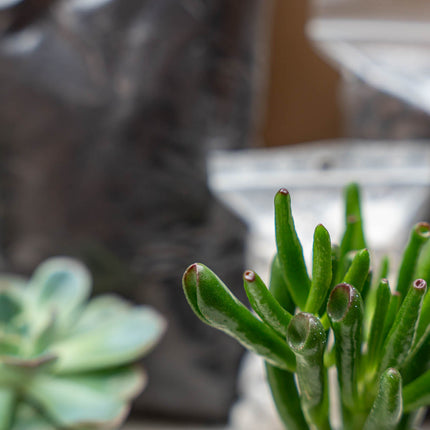 Close-up of a green succulent plant.