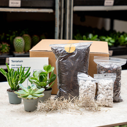 Terrarium kit with plants, substrate, and accessories on a table.