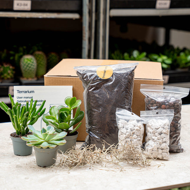 Terrarium kit with plants, substrate, and accessories on a table.