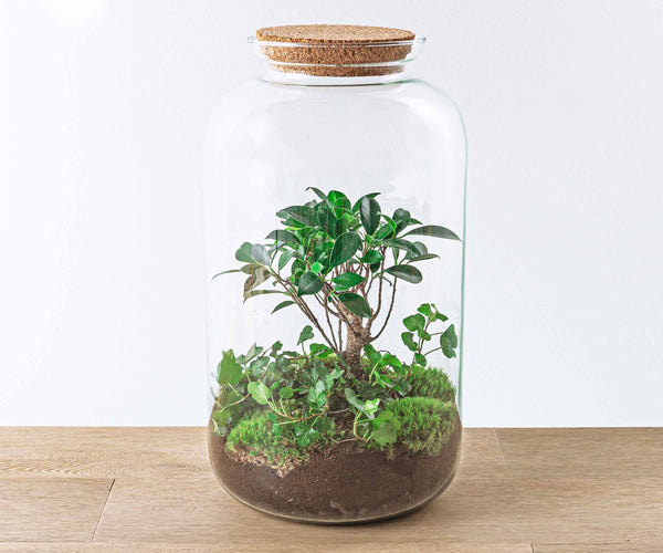 Terrarium DIY Kit - Sven Hedera Bonsai - Bottle Garden