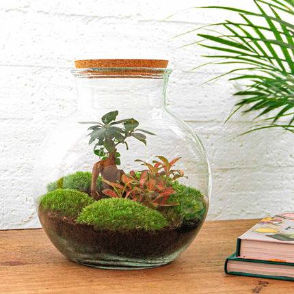Teddy Bonsai - Terrarium with light - Bottle garden DIY kit - Ø 25 cm ↑ 26,5 cm