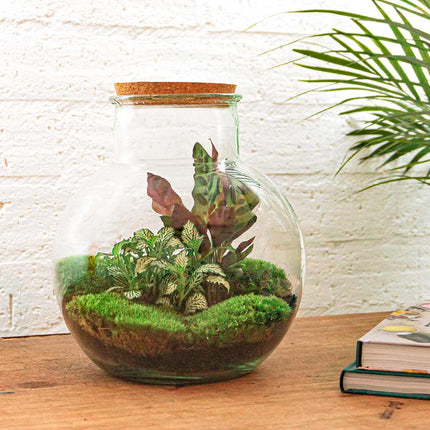 Teddy - Terrarium with light - Bottle garden DIY kit - Ø 25 cm ↑ 26,5 cm
