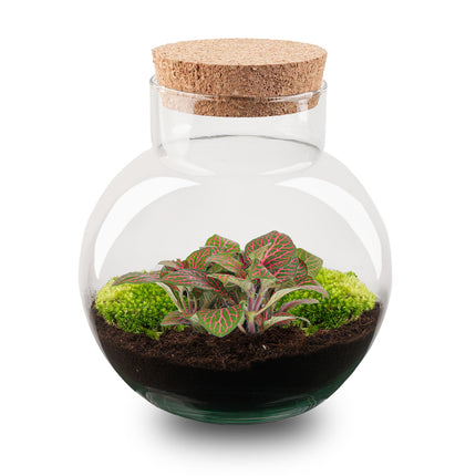 Noah - Terrarium - Bottle garden DIY kit - Ø 18.5 cm ↑ 19 cm