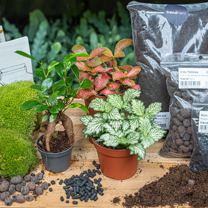 Bonsai Ficus Ginseng - Plant Terrarium Refill & Starter kit - 3 terrarium plants - DIY