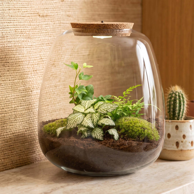 Emma -  Hedera White - Terrarium with light - Bottle garden DIY kit - Ø 23 cm ↑ 25 cm
