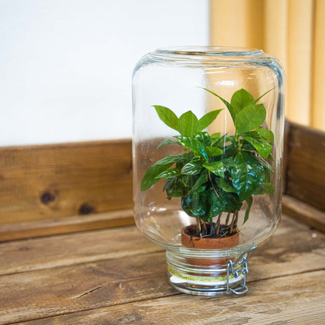 Easyplant Coffea - Fido terrarium jar - Bottle Garden DIY kit - Ø 18 cm ↑ 28 cm