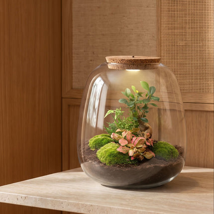 Planten terrarium emma - flaschengarten