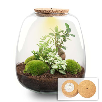 Emma - Terrarium with light - Bottle garden DIY kit - Ø 23 cm ↑ 25 cm