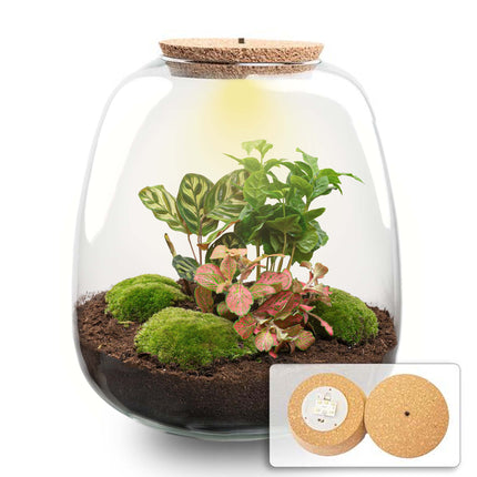 Emma - Coffea Red - Terrarium with light - Bottle garden DIY kit - Ø 23 cm ↑ 25 cm