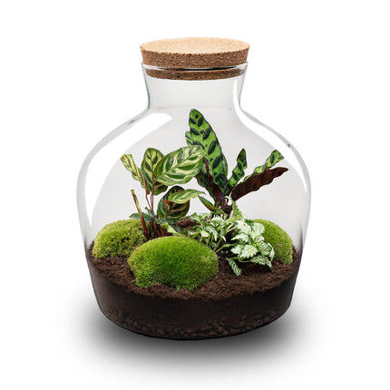 Terrarium DIY Kit - Fat Joe - Bottle Garden - ↑ 30 cm