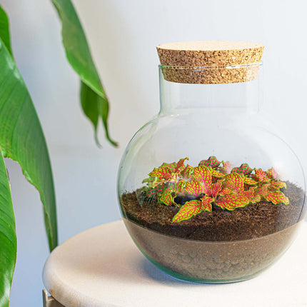 Noah - Terrarium - Bottle garden DIY kit - Ø 18.5 cm ↑ 19 cm