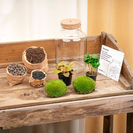Little Milky - Coffea + Fittonia - Terrarium with light - Bottle garden DIY kit - Ø 17 cm ↑ 25 cm