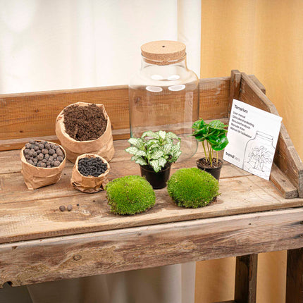 Little Milky - Fittonia + Coffea - Terrarium with light - Bottle garden DIY kit - Ø 17 cm ↑ 25 cm