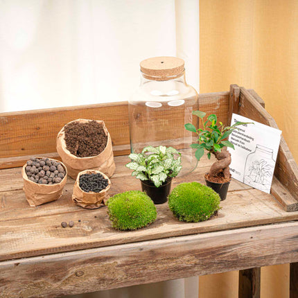 Little Milky - Bonsai - Terrarium with light - Bottle garden DIY kit - Ø 17 cm ↑ 25 cm