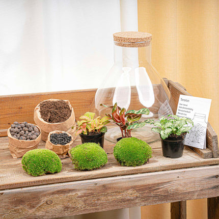 Sam XL Red - Terrarium with light - Bottle garden DIY kit - Ø 30 cm ↑ 32 cm