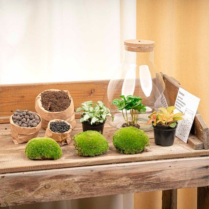 Sam Coffea - Terrarium with light - Bottle garden DIY kit - Ø 24.5 cm ↑ 30 cm