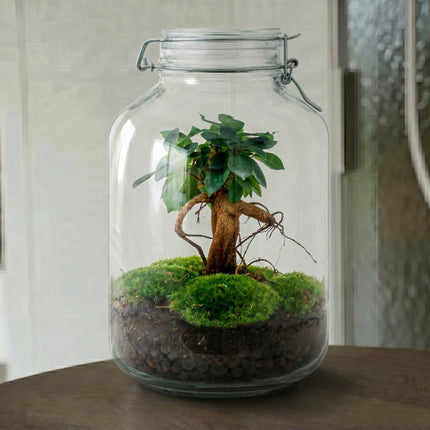 Jar Bonsai - Terrarium - Bottle garden DIY kit - Ø 18 cm ↑ 28 cm (Copy)