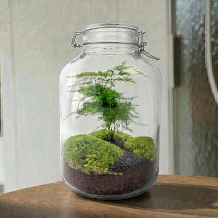 Jar Asparagus - Terrarium - Bottle garden DIY kit - Ø 18 cm ↑ 28 cm