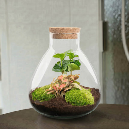 Sammie Coffea Ruby Lime - Terrarium - Bottle garden DIY kit - Ø 22,5 cm ↑ 27 cm