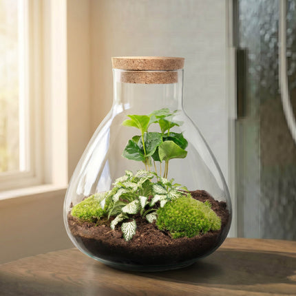 Sammie Coffea Arabica + White Tiger - Terrarium - Bottle garden DIY kit - Ø 22,5 cm ↑ 27 cm