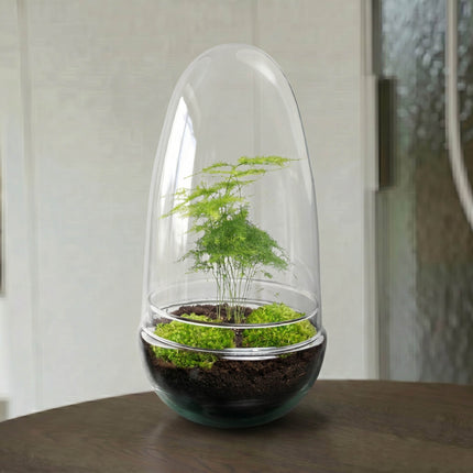 Egg Asparagus - Terrarium - Two-part glass dome - Bottle garden DIY kit - Ø 12 cm ↑ 25 cm