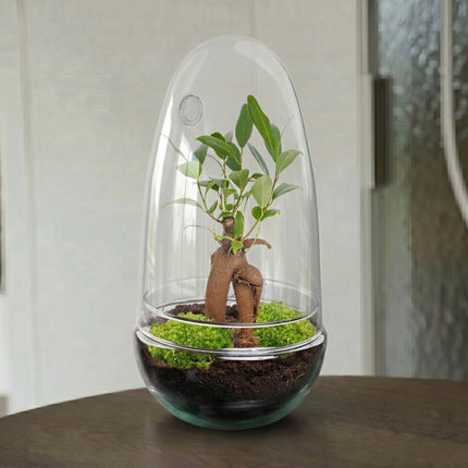 Egg Bonsai - Terrarium - Two-part glass dome - Bottle garden DIY kit - Ø 12 cm ↑ 25 cm