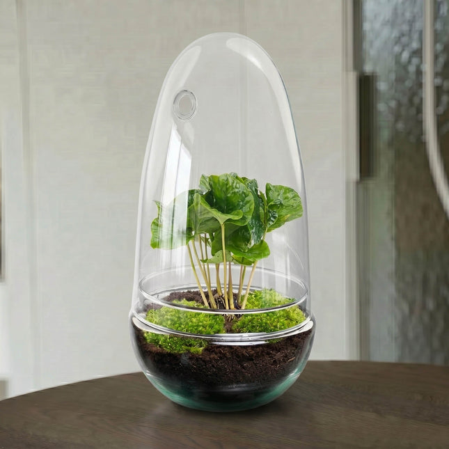Egg Coffea - Terrarium - Two-part glass dome - Bottle garden DIY kit - Ø 12 cm ↑ 25 cm