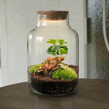 Little Milky - Coffea + Fittonia - Terrarium with light - Bottle garden DIY kit - Ø 17 cm ↑ 25 cm
