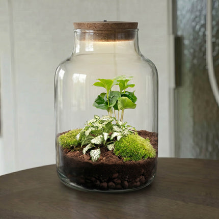 Little Milky - Fittonia + Coffea - Terrarium with light - Bottle garden DIY kit - Ø 17 cm ↑ 25 cm
