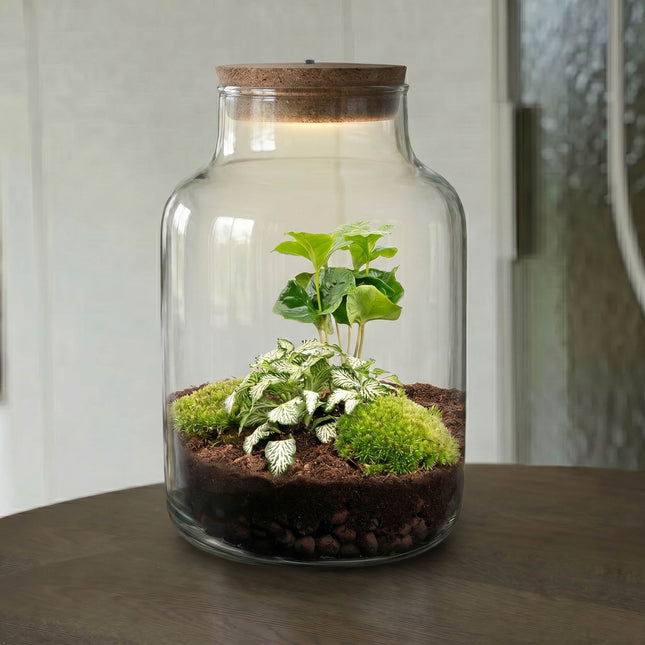 Little Milky - Fittonia + Coffea - Terrarium with light - Bottle garden DIY kit - Ø 17 cm ↑ 25 cm